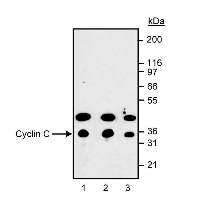 68546E_558903_image1.png