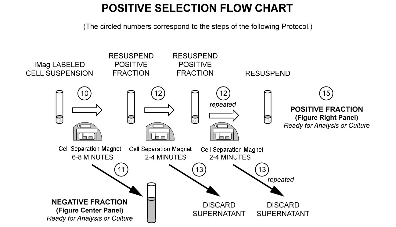 Mouse NK Cell Separation Set - DM