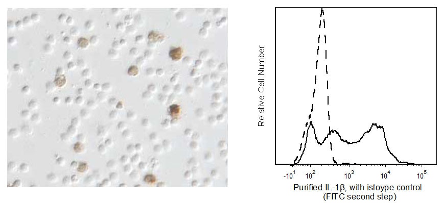 Purified Mouse Anti-Human IL-1β