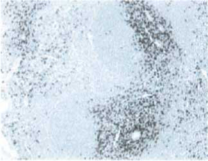 Purified Mouse Anti-Rat CD8a