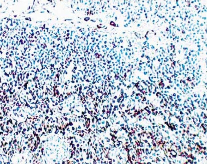 Purified Mouse Anti-Human CD44