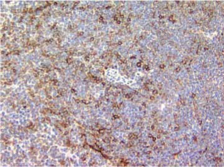 Purified Rat Anti-Mouse CD86