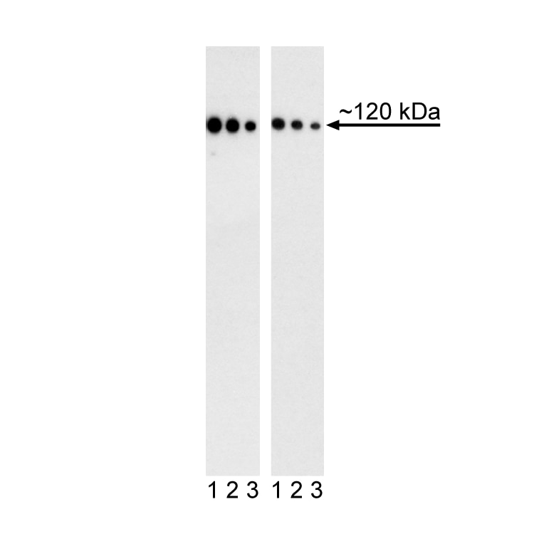 Purified Mouse Anti-Human CD324 (E-Cadherin)