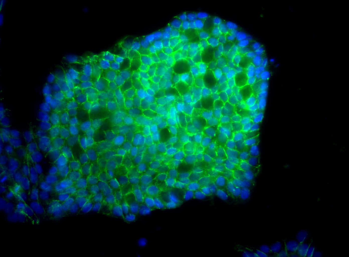Purified Mouse Anti-Human CD324 (E-Cadherin)