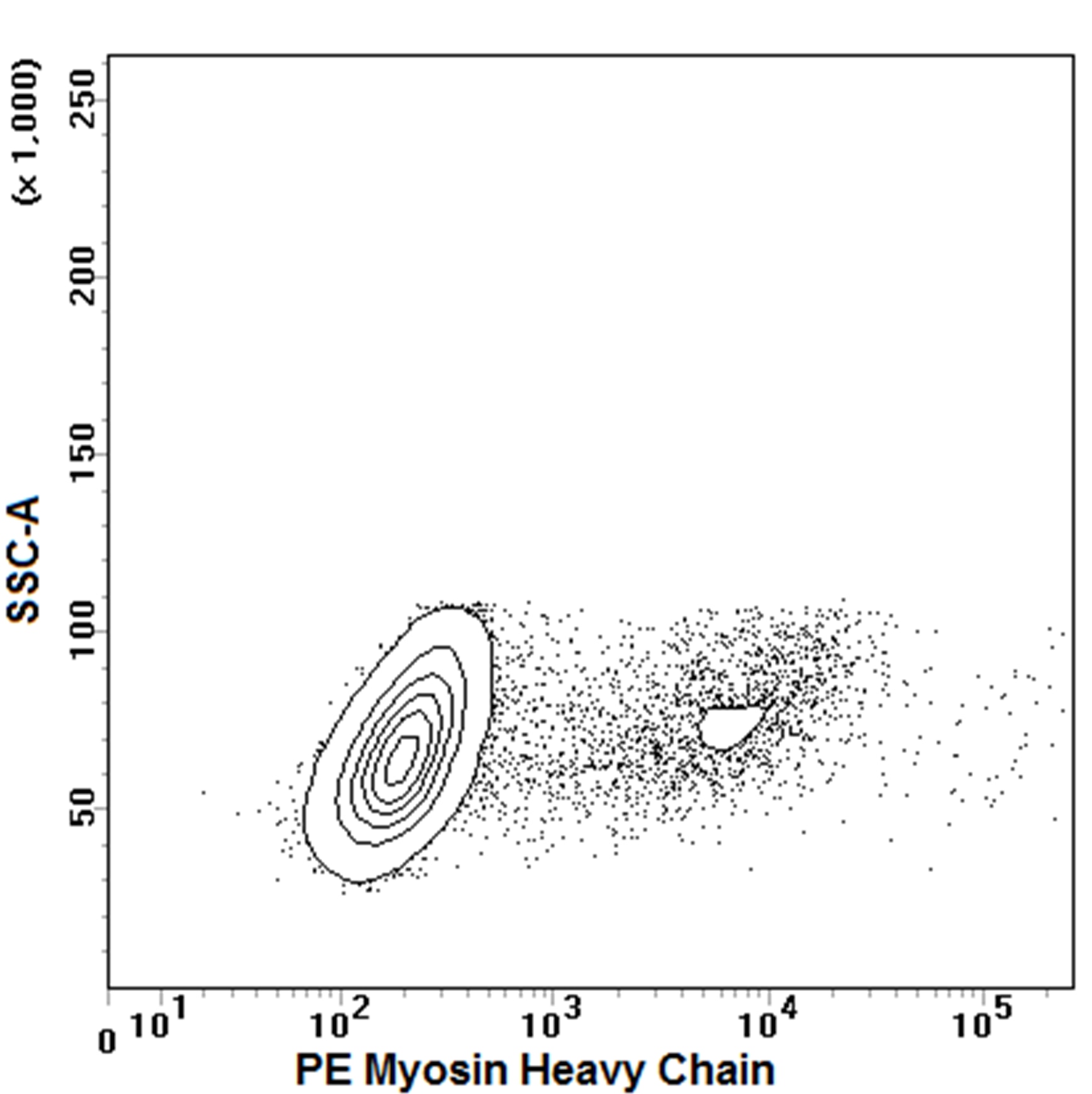 PE Mouse Anti-Myosin Heavy Chain
