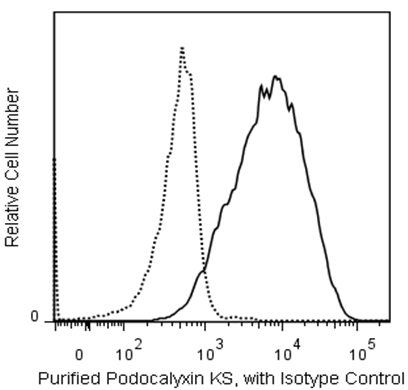 Purified Mouse Anti-Human Podocalyxin Associated Keratan Sulfate