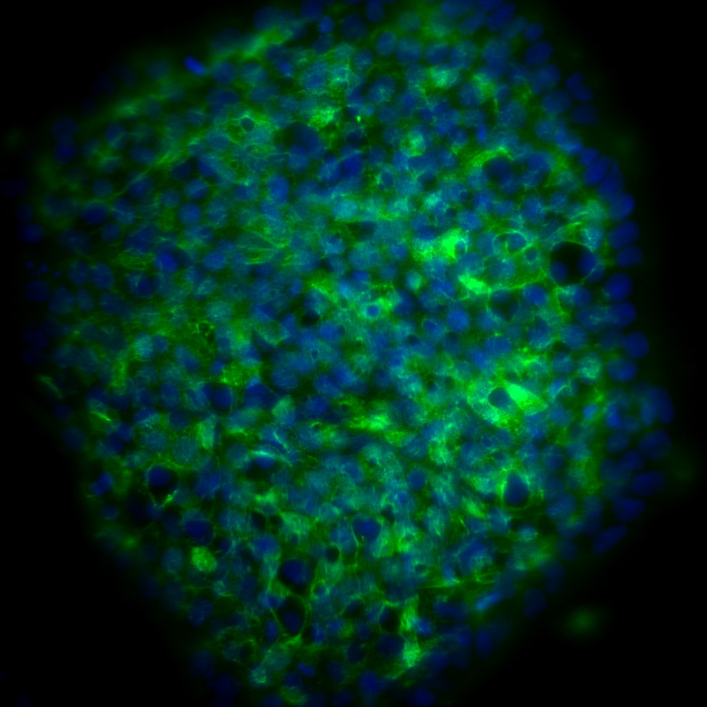 Purified Mouse Anti-Human Podocalyxin Associated Keratan Sulfate