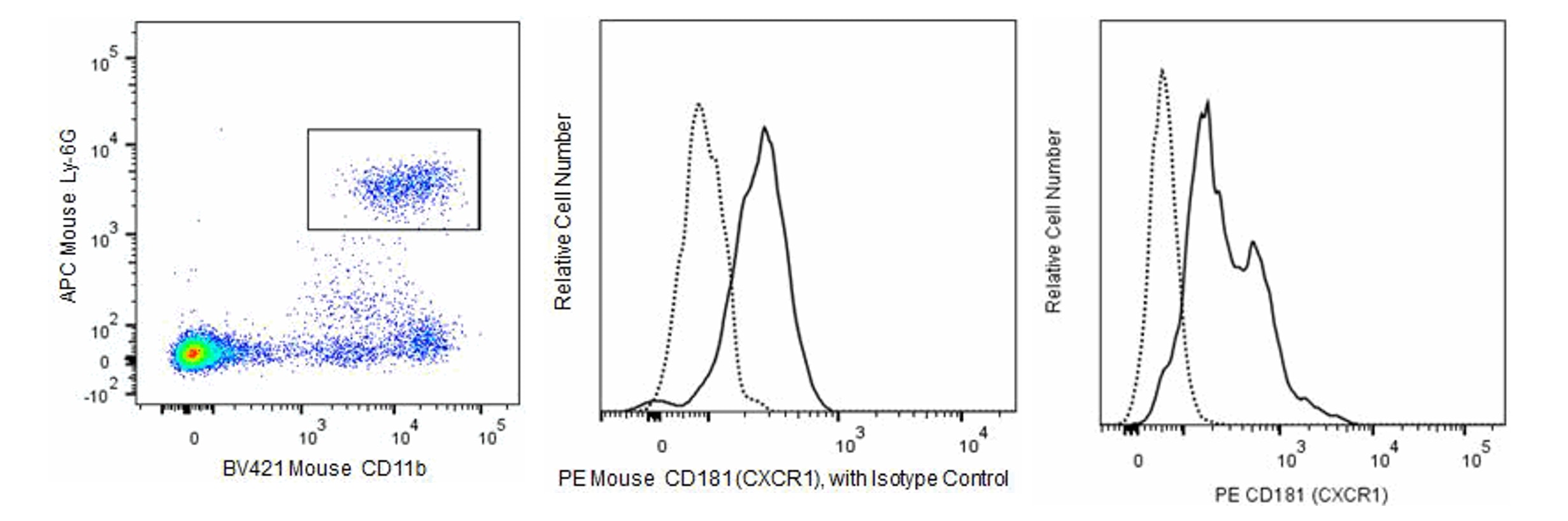 PE Rat Anti-Mouse CD181 (CXCR1)