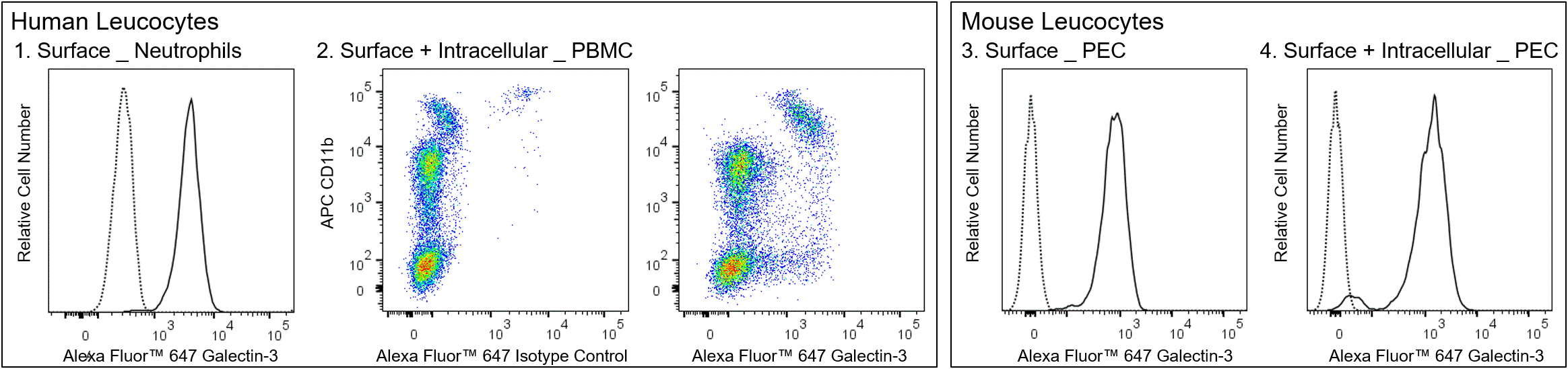 Alexa Fluor™ 647 Rat Anti-Galectin-3