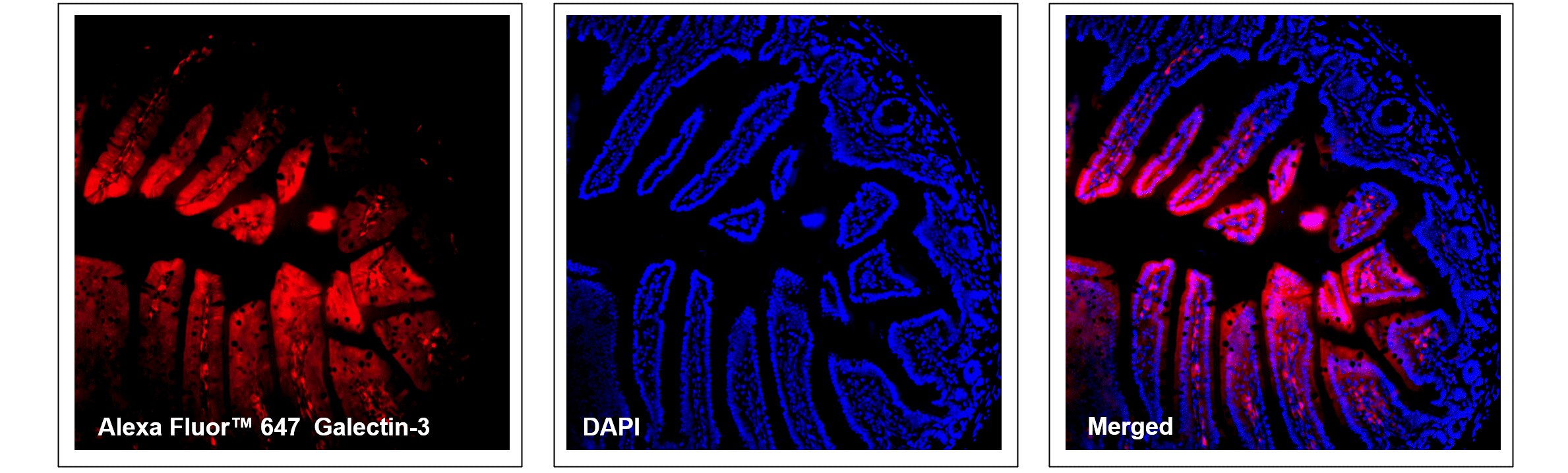 Alexa Fluor™ 647 Rat Anti-Galectin-3