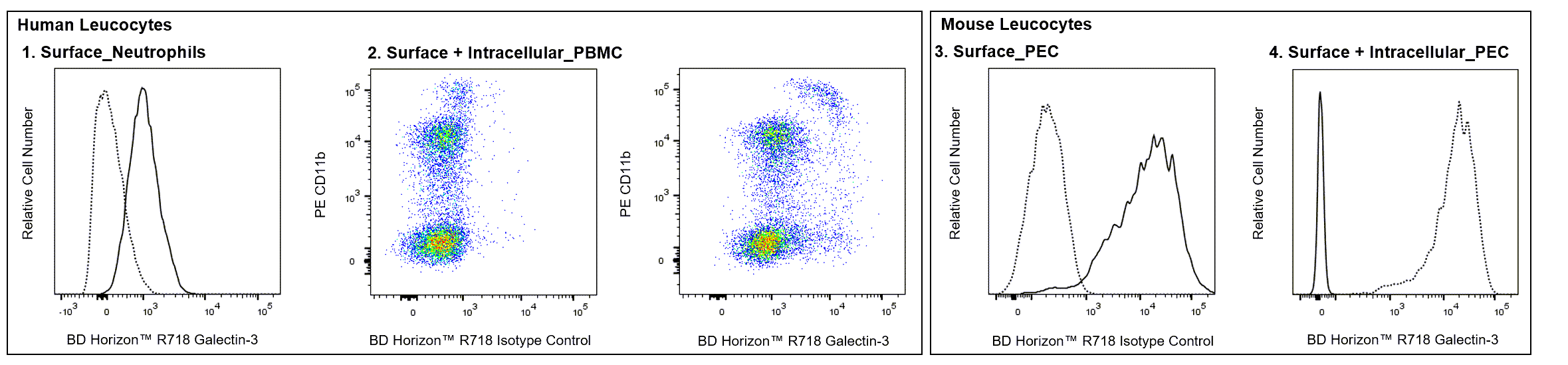 R718 Rat Anti-Galectin-3