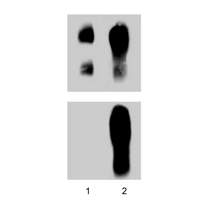 Purified Mouse Anti-p120 Catenin (pY228)