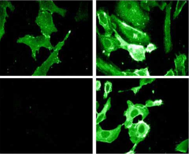 Purified Mouse Anti-p120 Catenin (pY228)