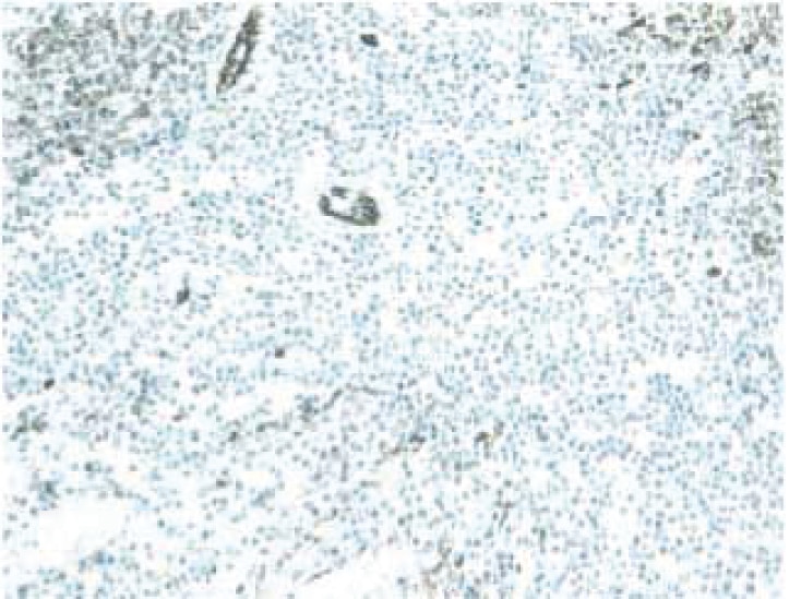 Purified Mouse Anti-Rat CD31