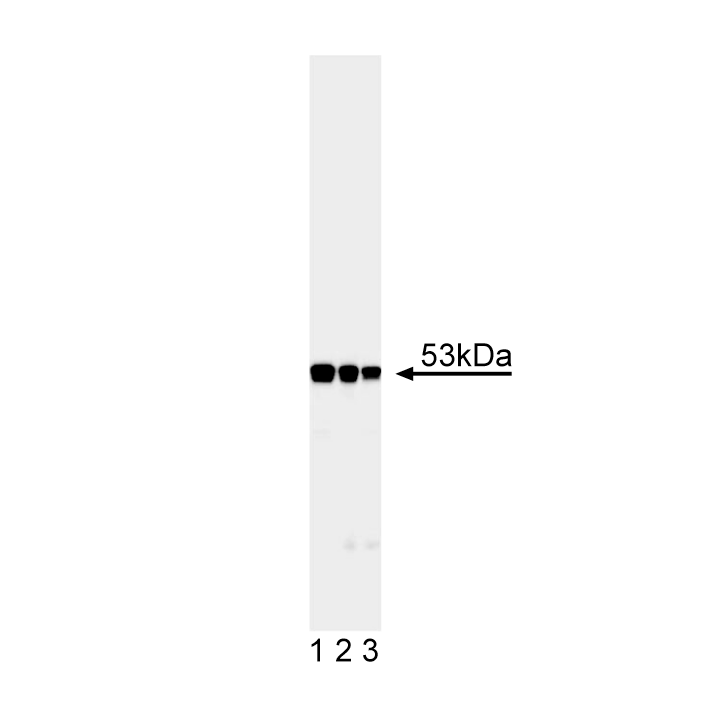 Purified Mouse Anti-Desmin