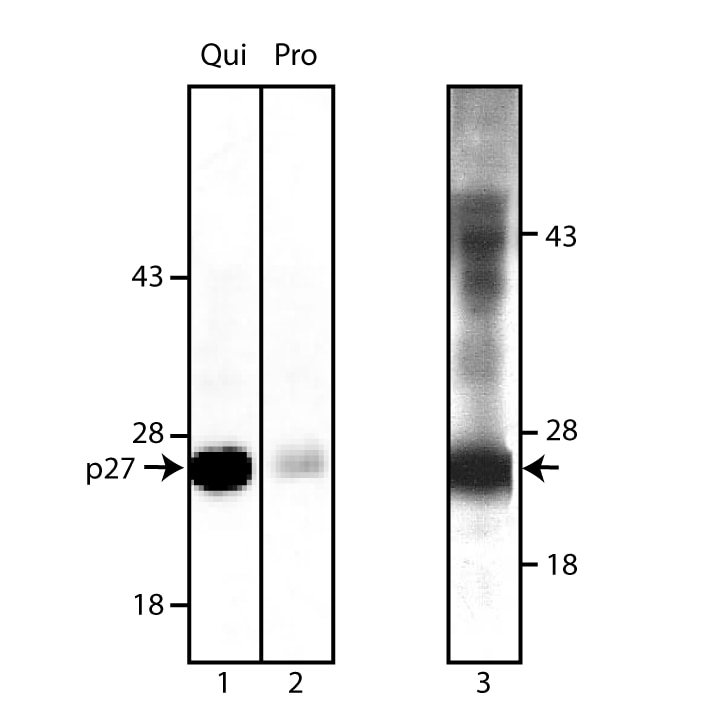 Purified Mouse Anti-p27 [Kip1]