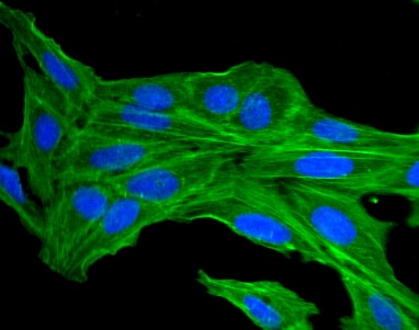 Alexa Fluor® 488 Mouse anti-Actin