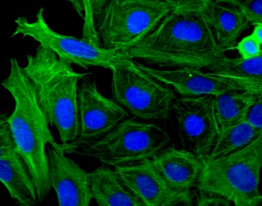 Alexa Fluor® 647 Mouse anti-Actin