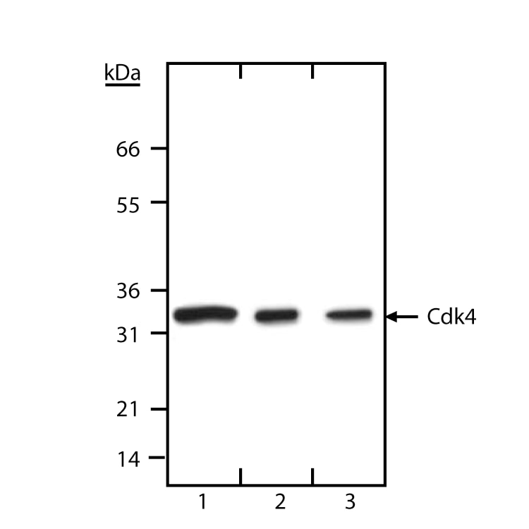 Purified Anti-Human Cdk4 (N-Term)