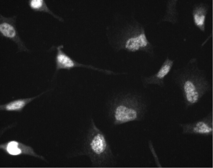 Purified Anti-Human Cdk4 (N-Term)