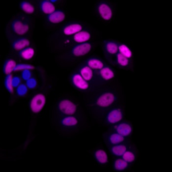 Alexa Fluor® 647 Mouse anti-GATA3