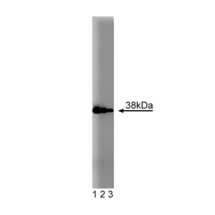 Purified Mouse Anti-Annexin I