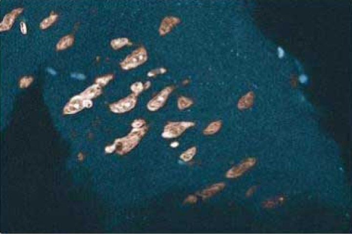 Purified Mouse Anti-Annexin I