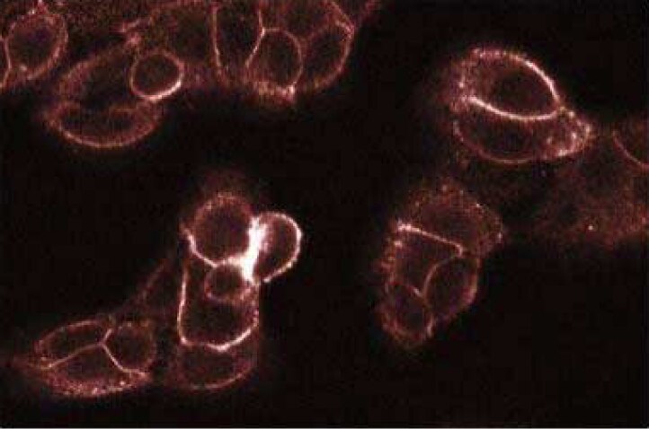 Purified Mouse Anti-Human PKCθ