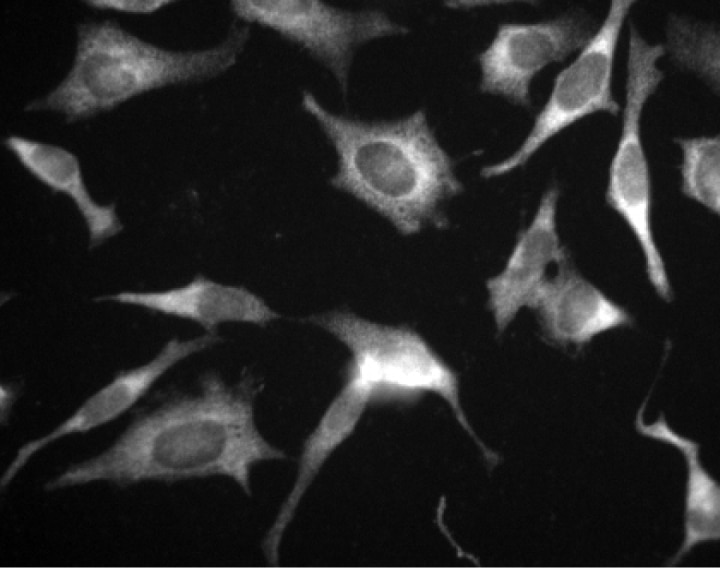 Purified Mouse Anti-GSK-3β