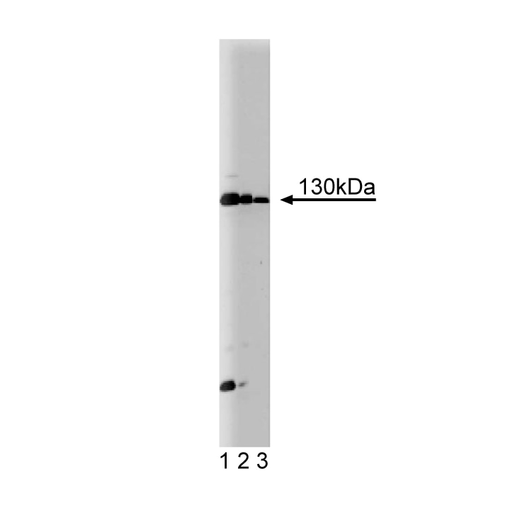 Purified Mouse Anti-JAK1