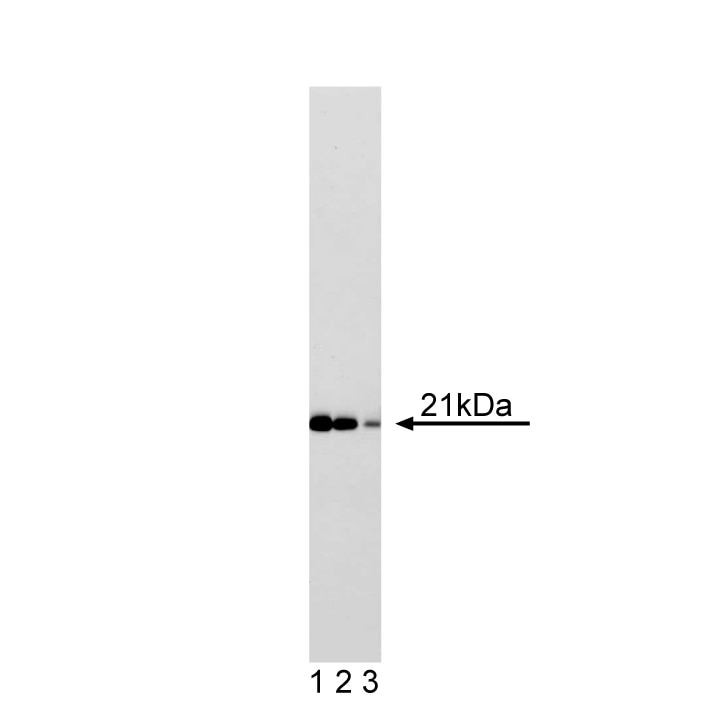 Purified Mouse Anti-Human Cip1