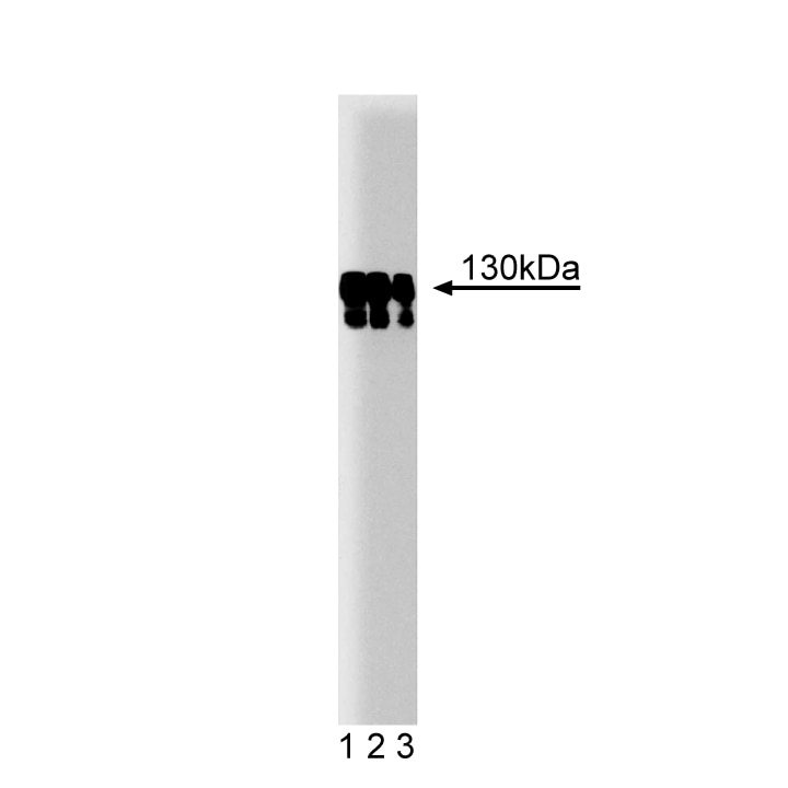 Purified Mouse Anti-p130 [Cas]