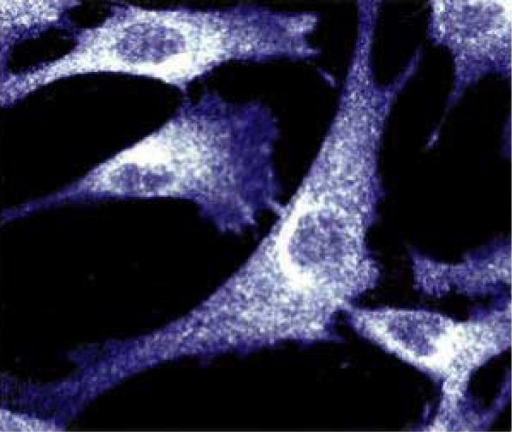 Purified Mouse Anti-p130 [Cas]