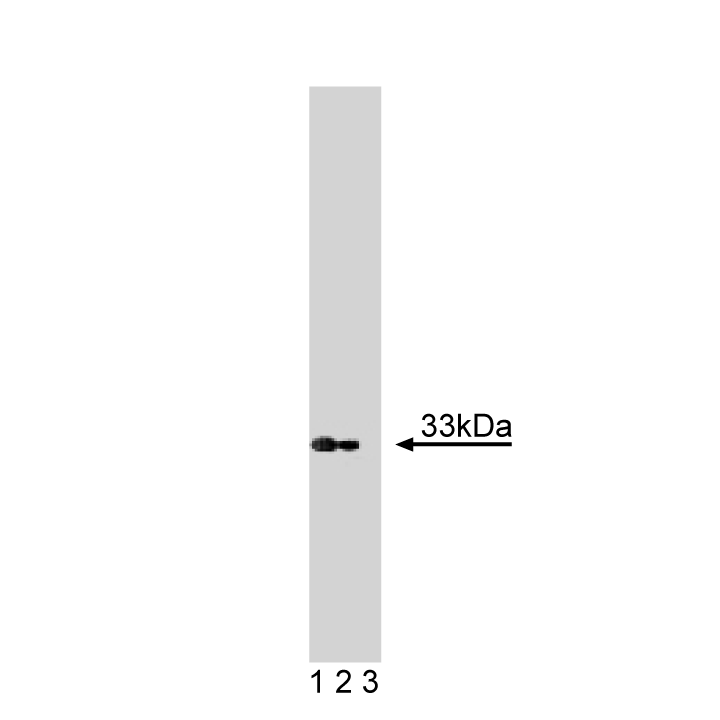 Purified Mouse Anti-Cyclin D3