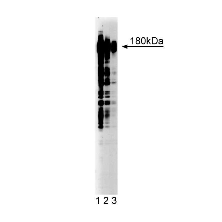 Purified Mouse Anti-Phosphotyrosine
