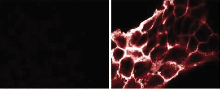 Purified Mouse Anti-Phosphotyrosine