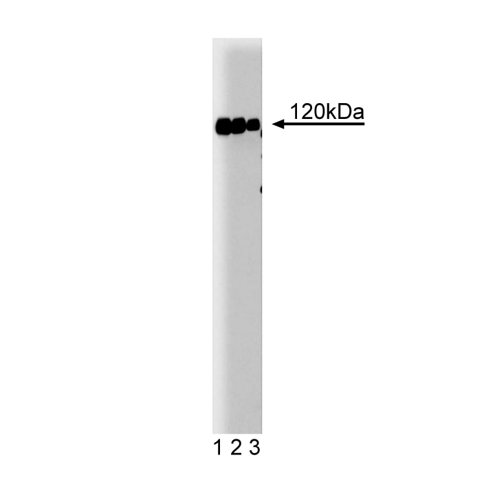 Purified Mouse Anti-c-Cbl