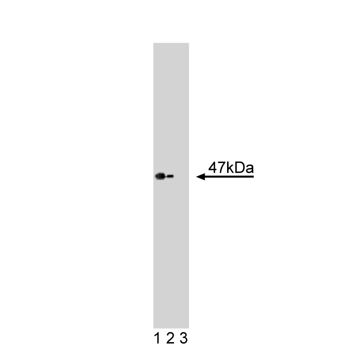 Purified Mouse Anti-Casein Kinase Iε