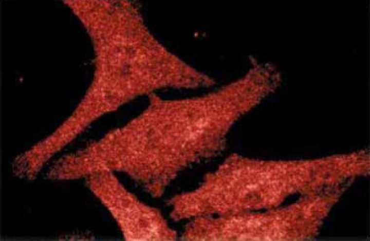 Purified Mouse Anti-Casein Kinase Iε