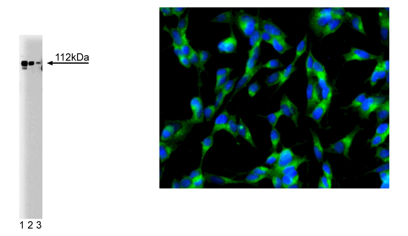 Purified Mouse Anti-Adaptin α