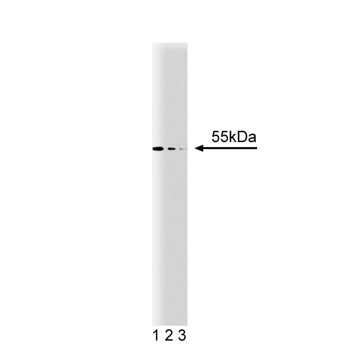 Purified Mouse Anti-β-Arrestin