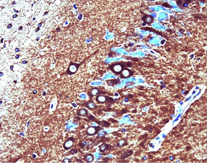 Purified Mouse Anti-PP2A Catalytic α