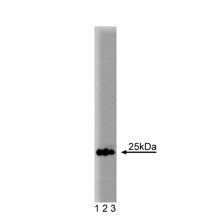 Purified Mouse Anti-Rab5