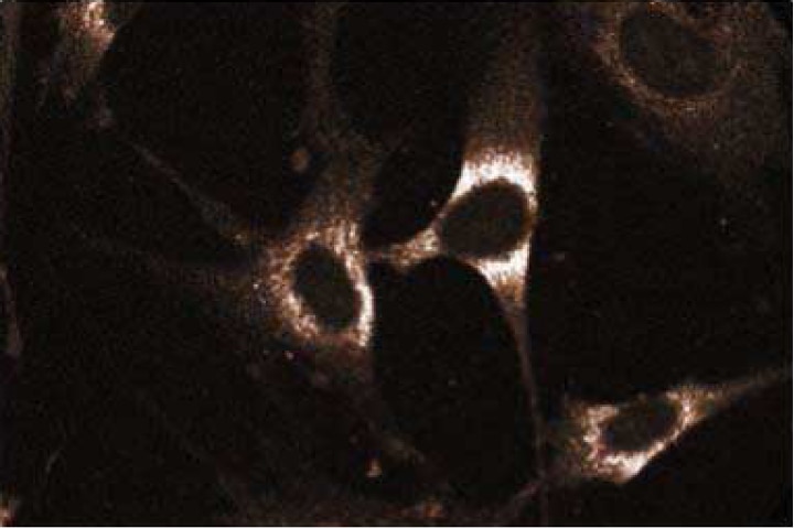 Purified Mouse Anti-Rab5