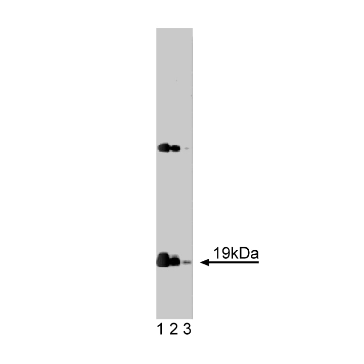 Purified Mouse Anti-α-Synuclein