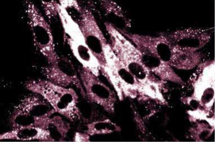 Purified Mouse Anti-p62 Ick ligand