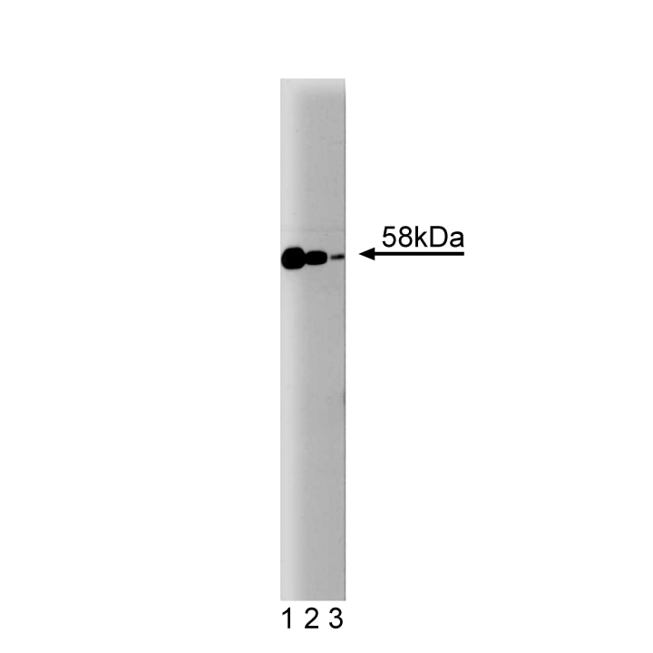Purified Mouse Anti-Smad2/3