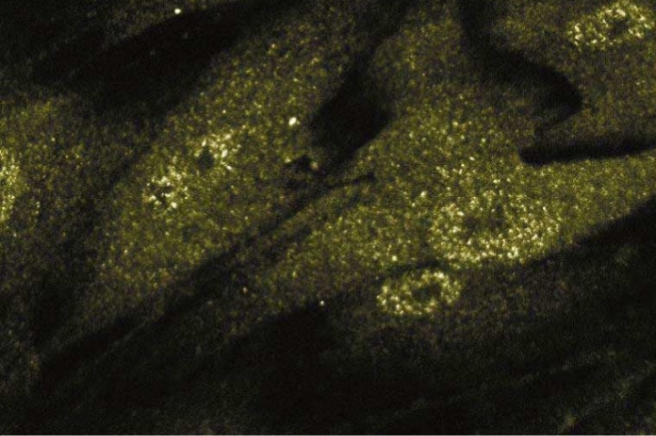 Purified Mouse Anti-Smad2/3