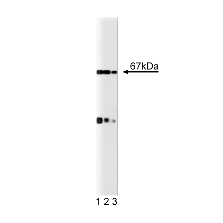 Purified Mouse Anti-p67 [phox]