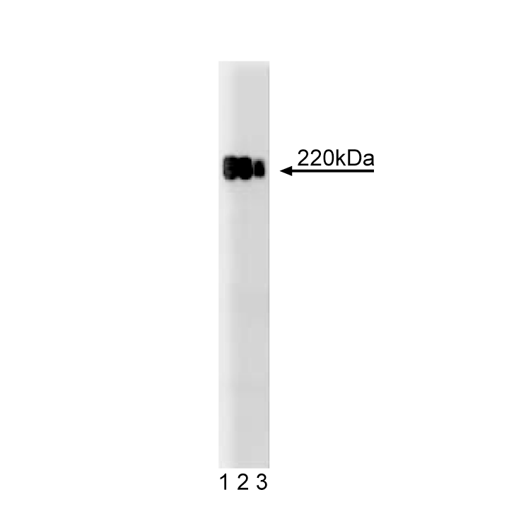 Purified Mouse Anti-Human ZO-1